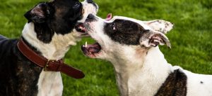 Lire la suite à propos de l’article Une habitante de Lamonzie agressée par des chiens