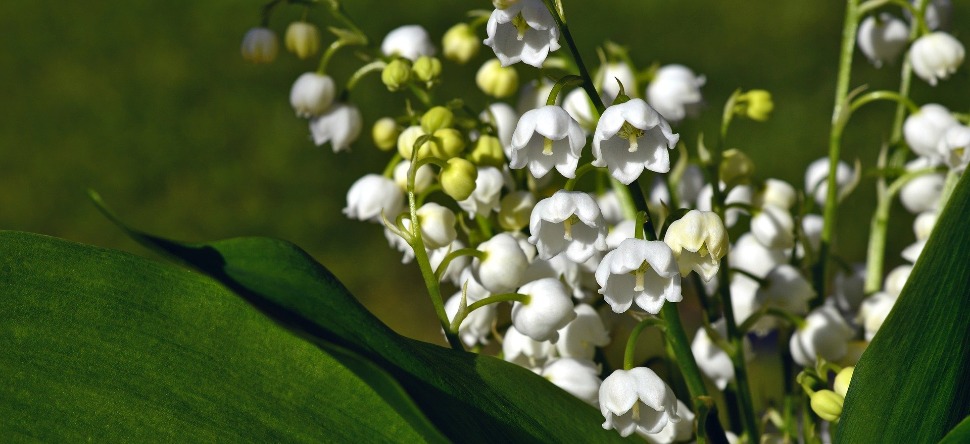 You are currently viewing Où trouver du muguet le 1er mai ?