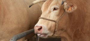 Lire la suite à propos de l’article Les éleveurs protestent contre le prix d’achat de leurs bêtes