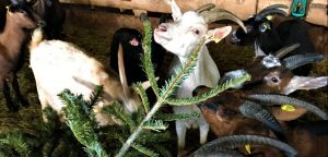 Lire la suite à propos de l’article Opération chèvres-sapins : Bergerac, victime de son succès