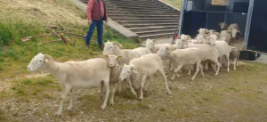 Lire la suite à propos de l’article A Bergerac, les moutons investissent la ville