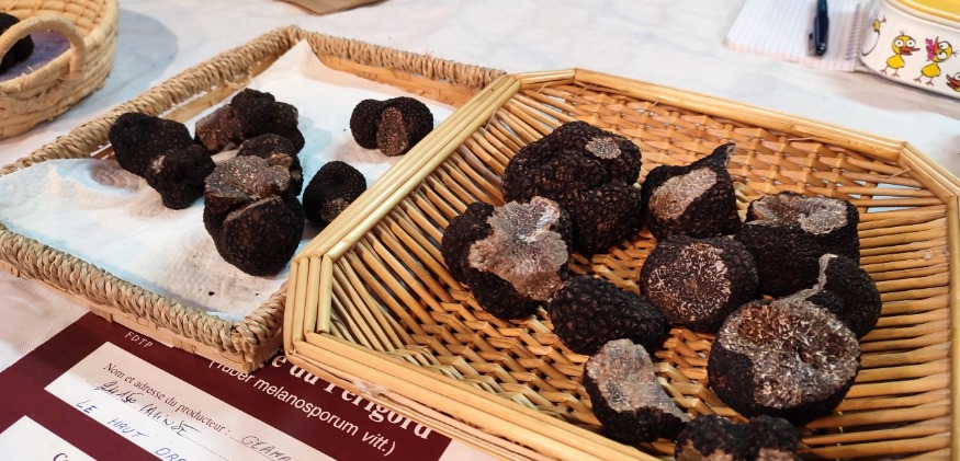 You are currently viewing Les truffes sont arrivées sur le marché de Bergerac