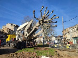 Lire la suite à propos de l’article Bergerac : les arbres de la place Gambetta transplantés