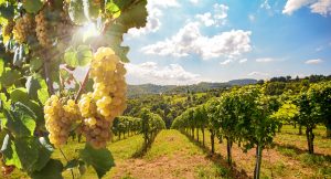 Lire la suite à propos de l’article 17e Ronde des vignes à Lamonzie-Saint-Martin