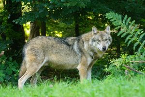 Lire la suite à propos de l’article Les éleveurs de Dordogne sont appelés à la prudence au loup