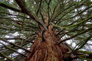 Lire la suite à propos de l’article Le séquoia centenaire de Dordogne ne sera pas abattu