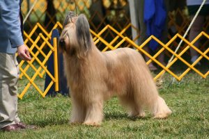 Lire la suite à propos de l’article Plus de 700 chiens seront présents à l’exposition canine de Sorges-et-Ligueux-en-Périgord