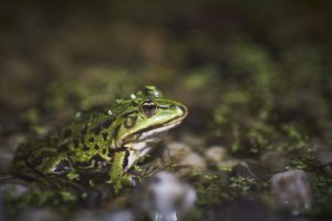 Lire la suite à propos de l’article Sauvetage des amphibiens à Chancelade