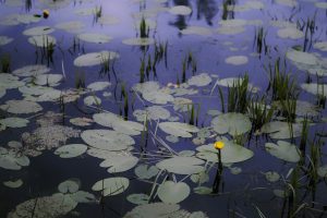 Lire la suite à propos de l’article Le corps d’un jeune homme retrouvé au parc Jean Jaurès de Bergerac