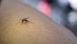 Lire la suite à propos de l’article Le moustique tigre continue de gagner du terrain en Dordogne