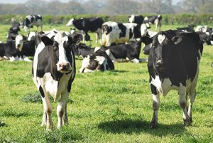 Lire la suite à propos de l’article Eyzerac : un éleveur en grève de la faim pour sauver ses vaches