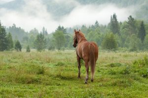 Lire la suite à propos de l’article Tonio, le cheval disparu depuis dix jours, a été retrouvé