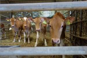 Lire la suite à propos de l’article Incendie meurtrier dans un élevage à Teillots