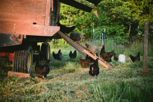 Lire la suite à propos de l’article Segonzac : 50 poulets volés à la Ferme d’Enea, l’éleveur dénonce un acte révoltant