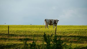 Un plan de sauvetage pour l’abattoir