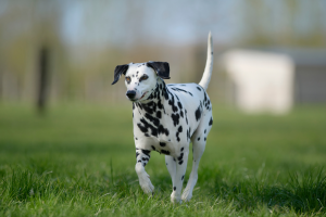 Lire la suite à propos de l’article Bergerac : l’arrêt de la cour d’appel confirme la condamnation du propriétaire du dalmatien pendu