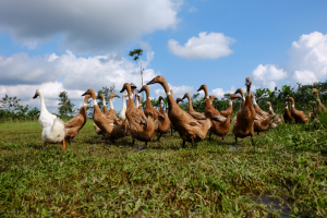 Lire la suite à propos de l’article Dordogne : un troisième foyer de grippe aviaire détecté, les restrictions s’étendent