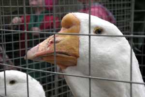 Lire la suite à propos de l’article Grippe aviaire : un cinquième foyer confirmé en Dordogne