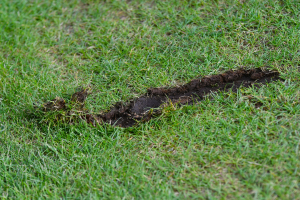 Lire la suite à propos de l’article Vergt : les terrains de sport saccagés par des véhicules dans la nuit