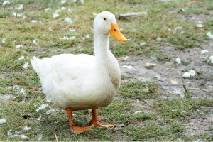 Grippe aviaire : un sixième foyer détecté en Dordogne, malgré des canards vaccinés