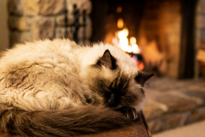 Lire la suite à propos de l’article Dordogne : SOS Chats libres dévoile son calendrier 2026 au profit des animaux