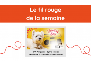 Lire la suite à propos de l’article Le Fil Rouge de la semaine – SPA Périgueux