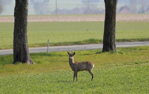 Deux collisions avec des chevreuils en moins de huit heures